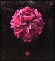 "A Flower, A Universe, You"  82x74 inch photo-encaustic painting by Maggie Hasbrouck